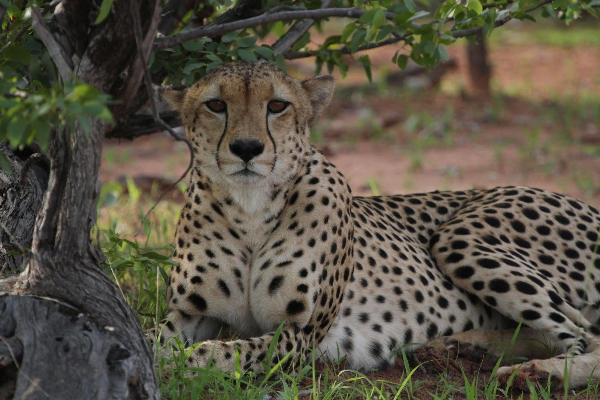 Changa Safari Camp Matusadona National Park Dış mekan fotoğraf